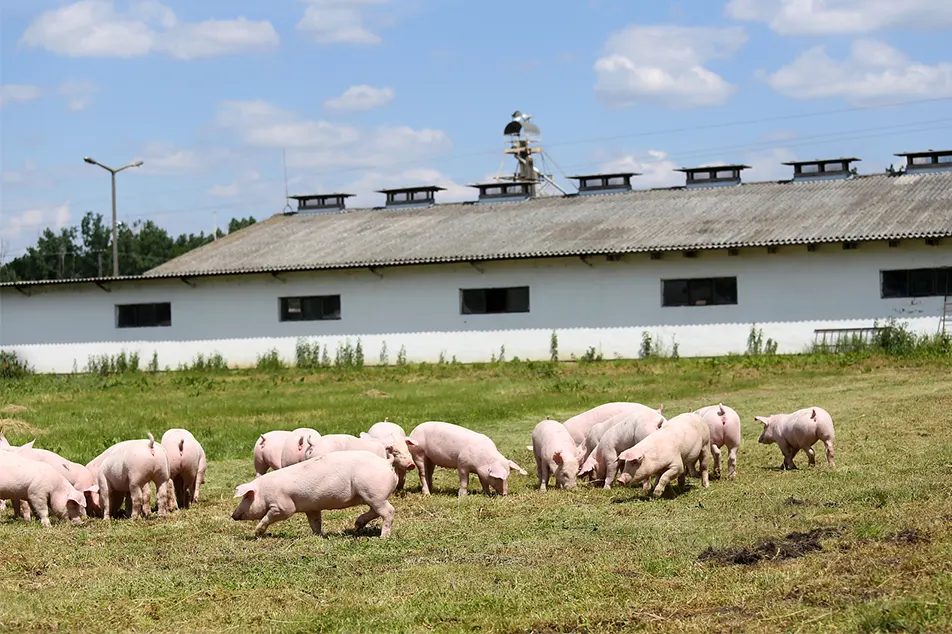 Modern sertéstelep kevés nem ez a 6 sertés felszerelés