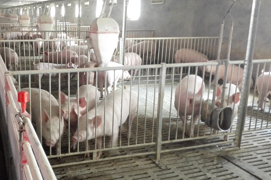 A sertéstartási gyakorlatok optimalizálása a fenntarthatóság és a környezet-egészségügy érdekében