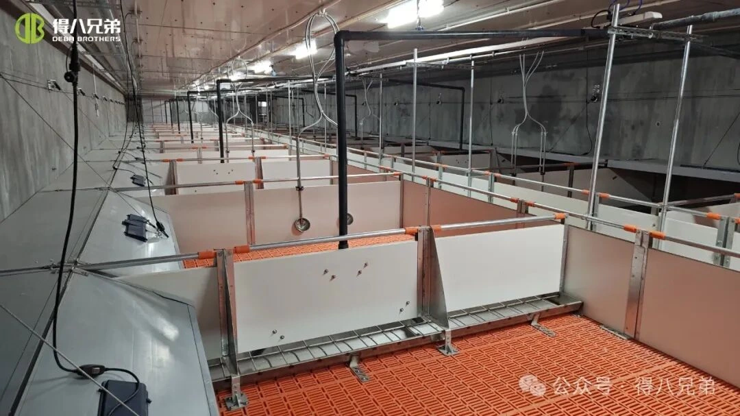 Hőstressz megelőzése és kezelése sertésfarmokban meleg időben