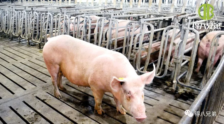 A fermentált takarmány hatása a vemhes kocákra