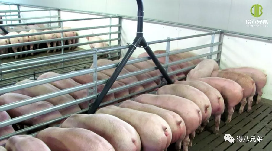 A fermentált takarmány kutatási helyzete Kínában